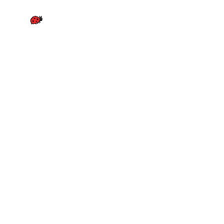 ladybug