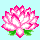 pink lotus flower