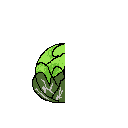 cabbage3