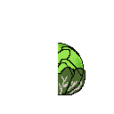 cabbage4