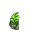 cabbage