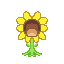 tournesol