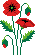 coquelicots