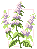 lavande