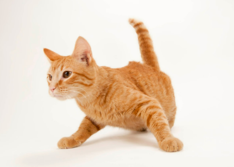 gat