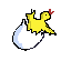 pollito