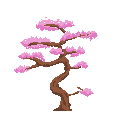 sakura tree