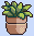cute plant
