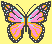 beautiful butterfly