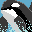 orca
