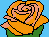 orange rose